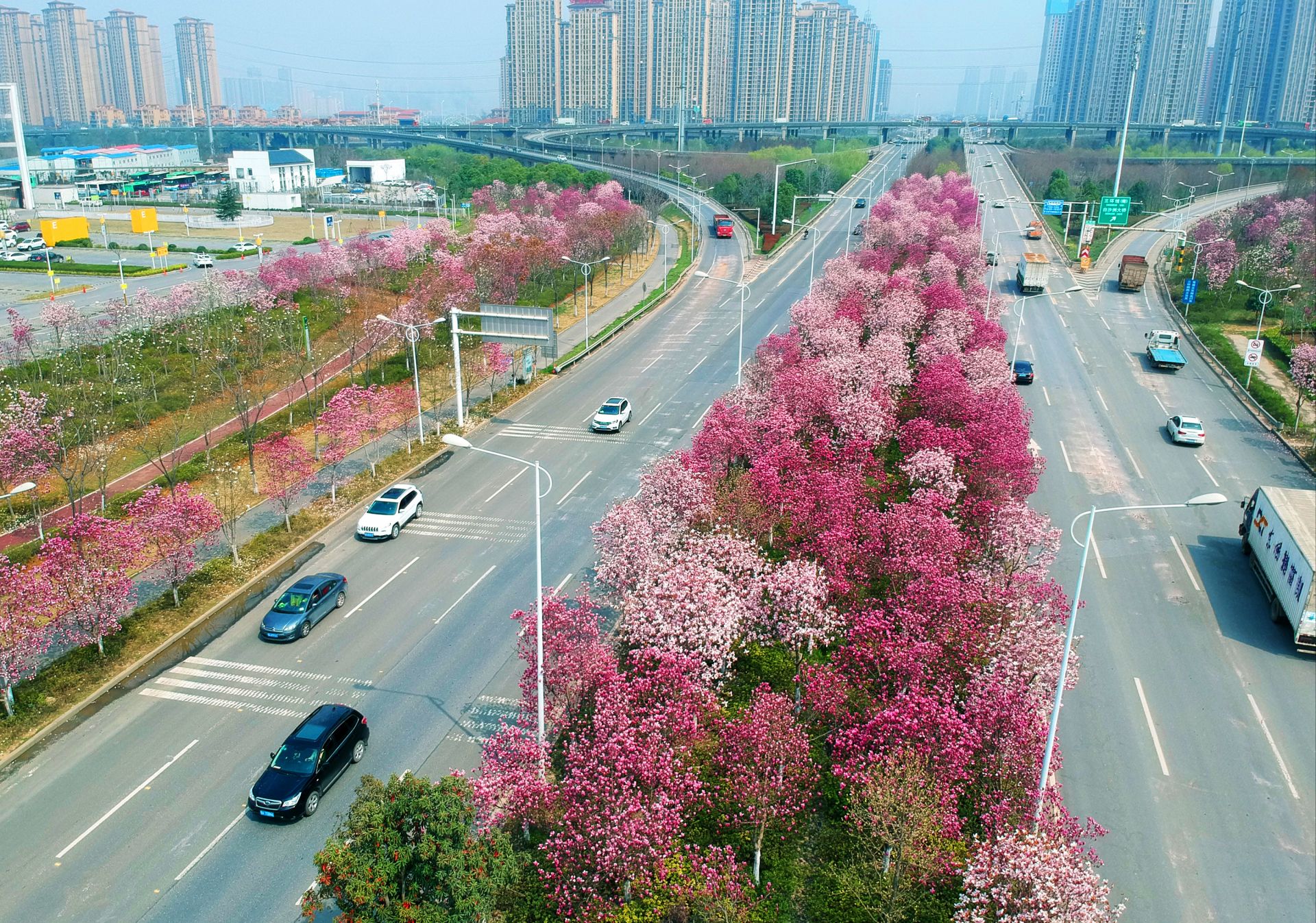三环线江城大道附近的玉兰花如期盛开美不胜收.