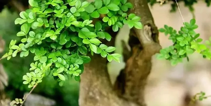 对节白蜡能开花吗