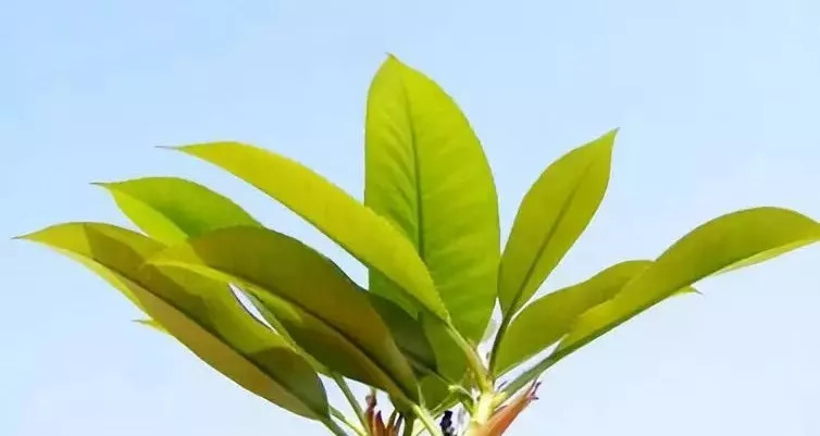 对节白蜡多久能长大