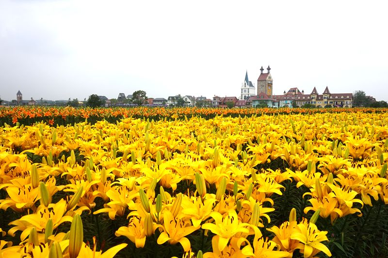 20万株香水百合盛放国庆节武汉花博汇的花花世界等您来