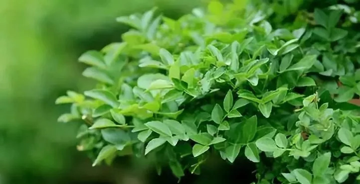 一年对节白蜡苗的价格