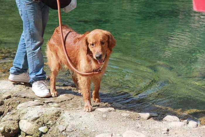 湖北黄石出台"限狗令":一户限养一只犬_大武汉