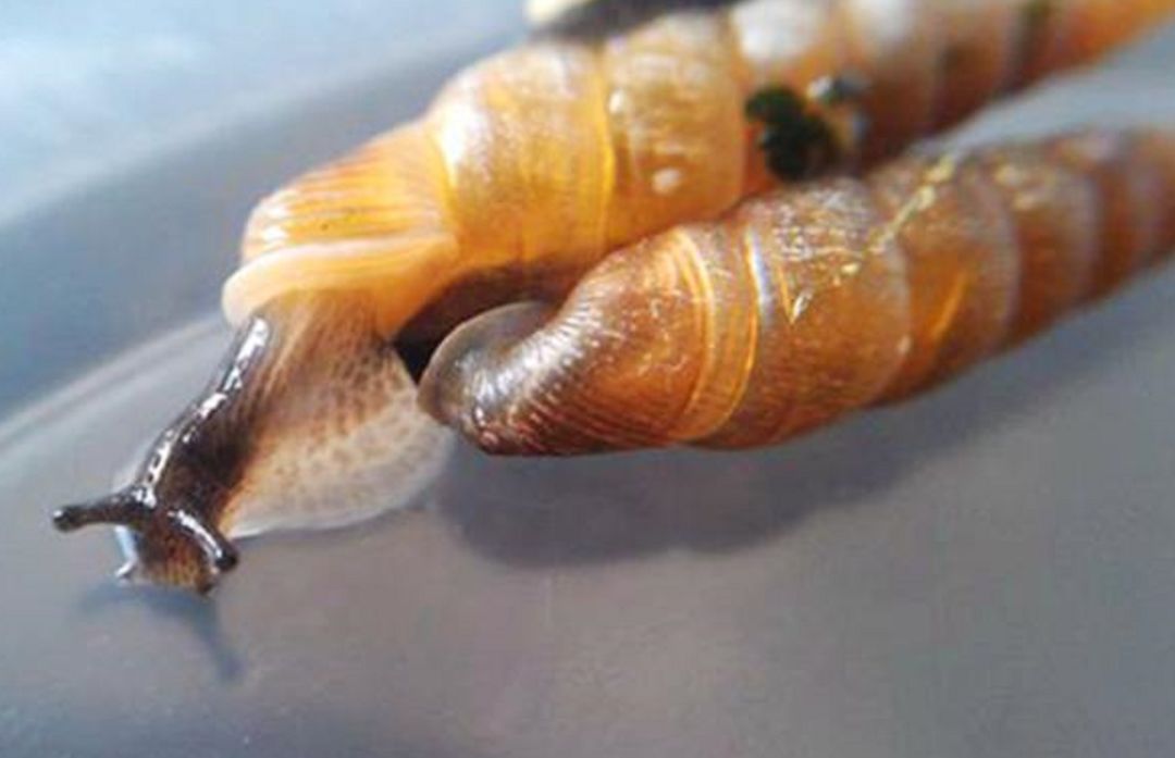 钉螺是血吸虫的唯一中间宿主,是传染血吸虫病的主要环节,所以很多