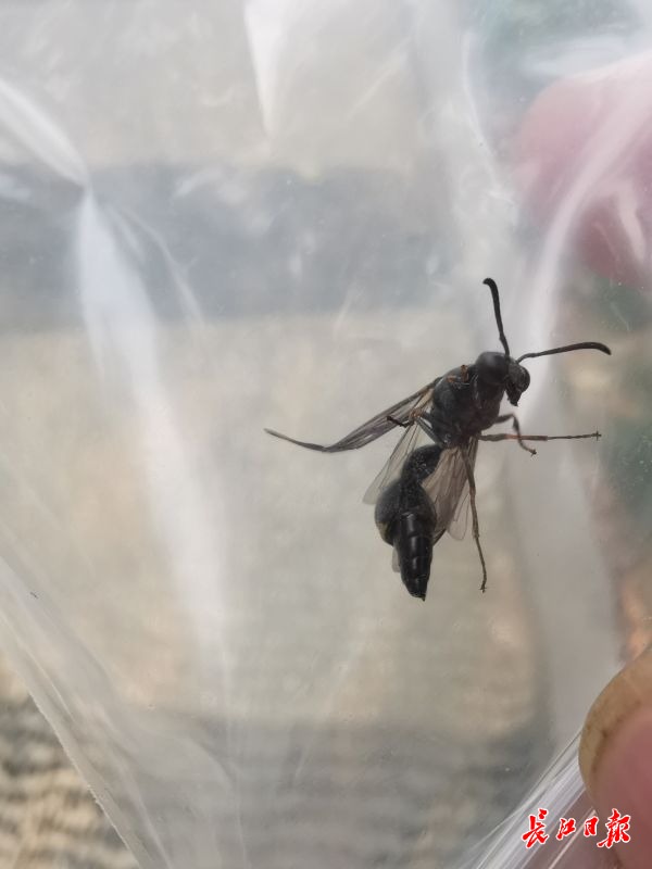 奇这只泥蜂像燕子一样衔泥筑巢还有8个儿童间