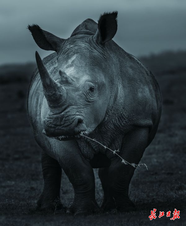 拍全非洲五霸这位湖北摄影师镜头下的犀牛震撼了