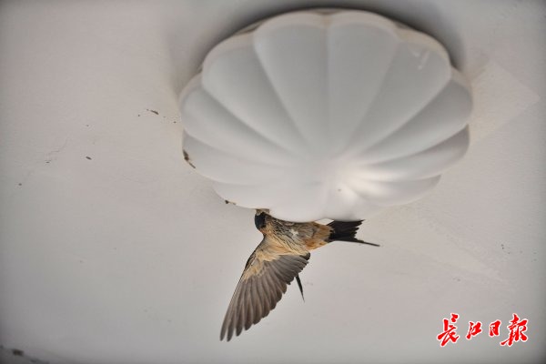 堂前飞燕衔新泥丨图集