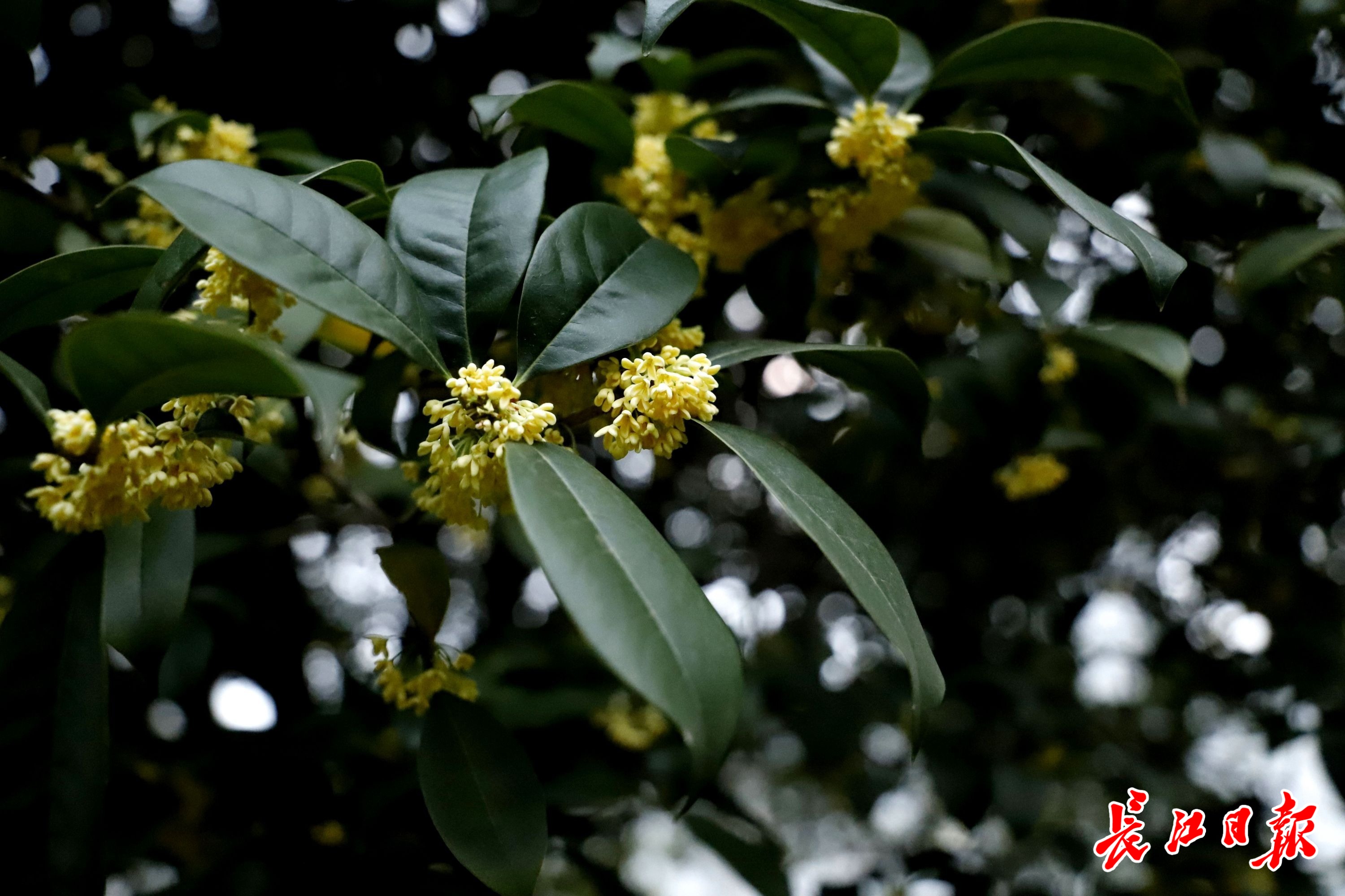 桂子山上桂花飘香图集