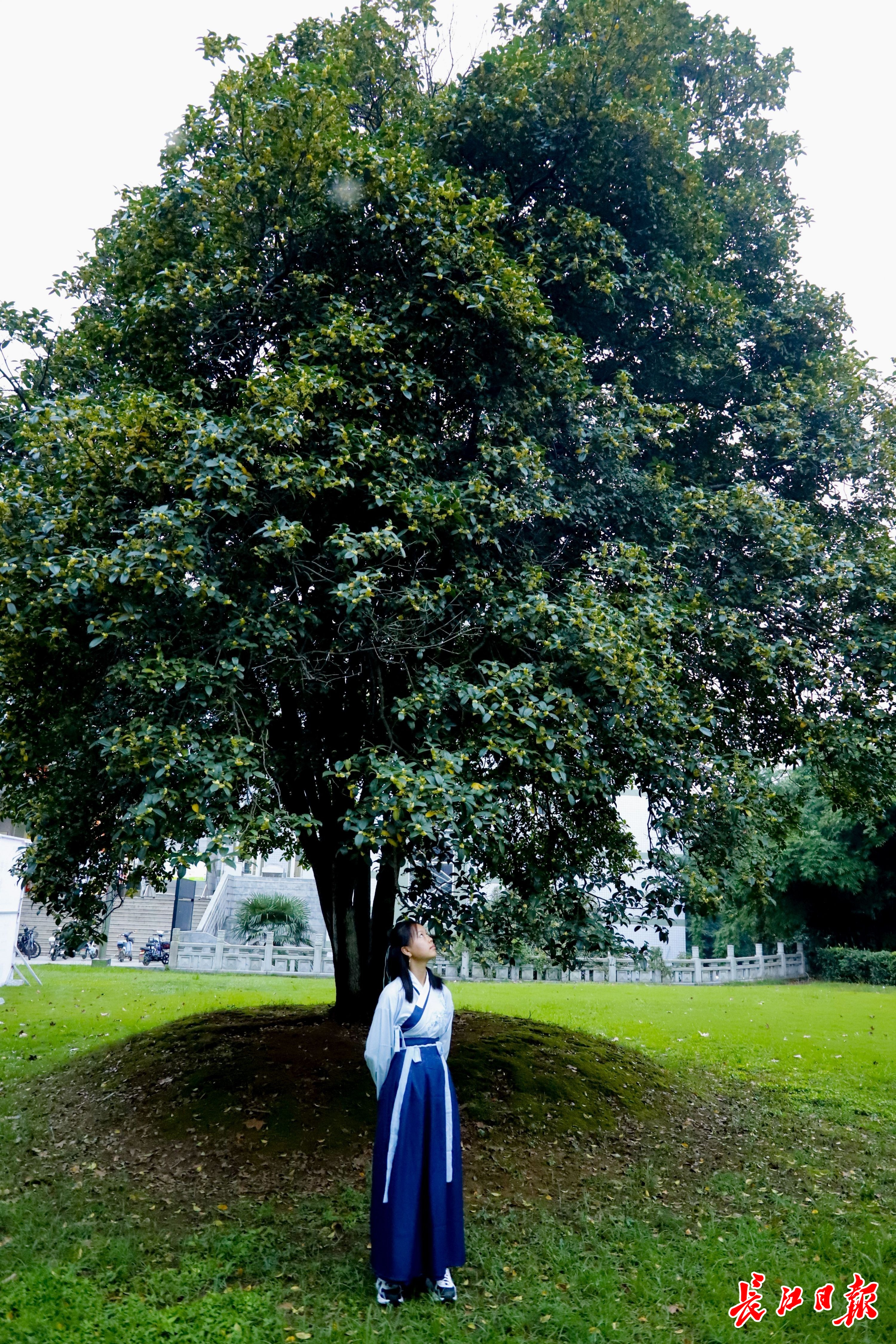 桂子山上桂花飘香图集