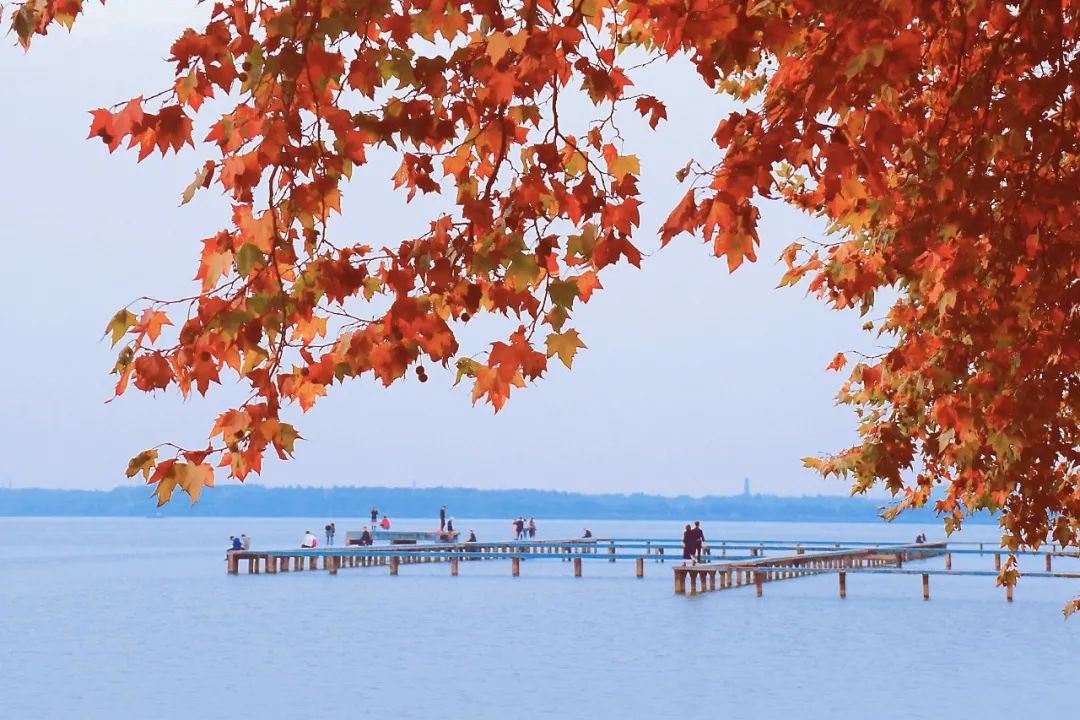 武汉这个漫长的秋天是礼物啊