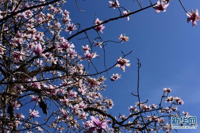 醉美云南滇藏木兰绚丽绽放