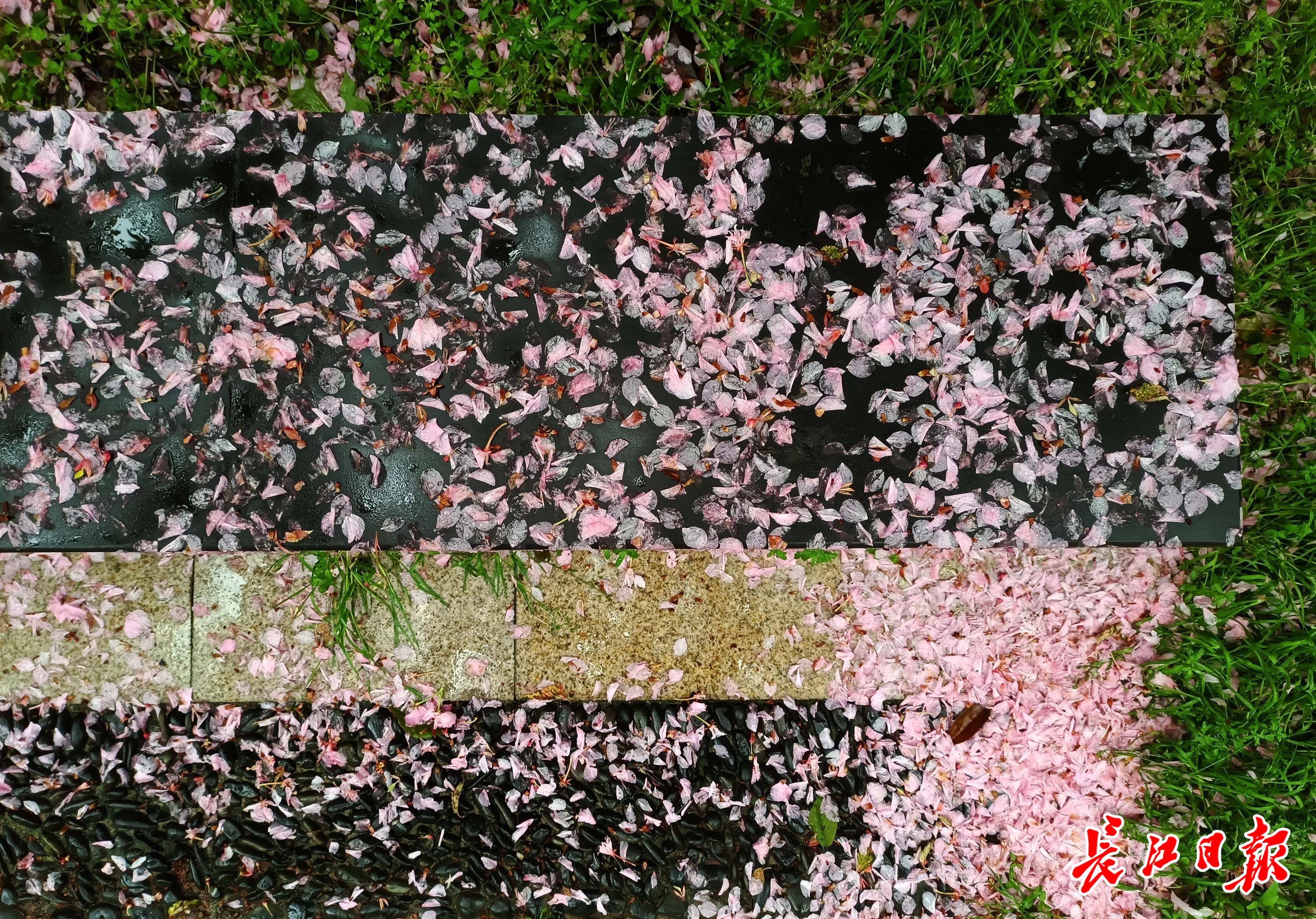 落樱辞树随雨流