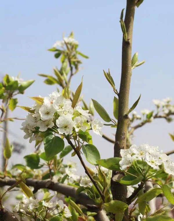 荆门竟然还有这么美的梨花_大武汉
