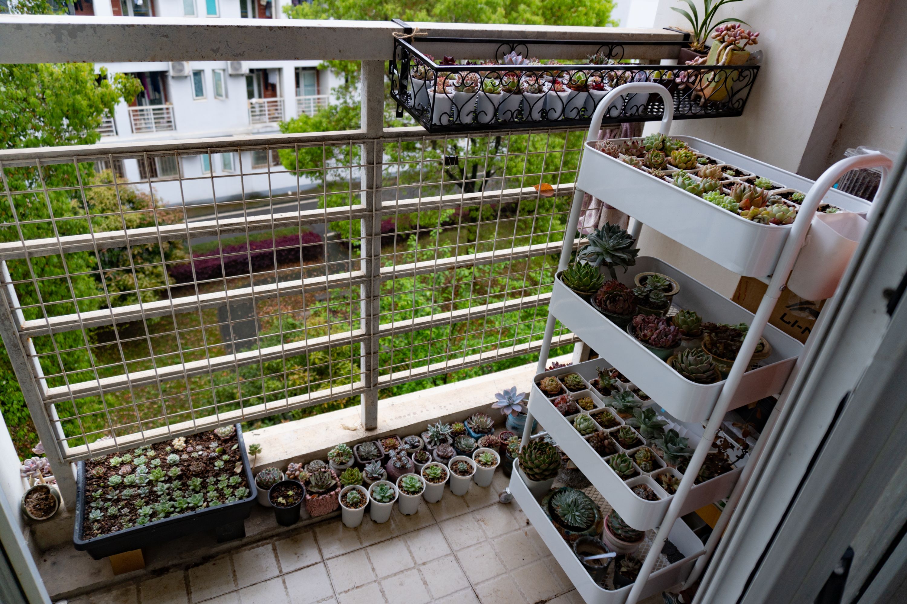 宿舍阳台养200株多肉植物大学男生宿舍里有个小花园