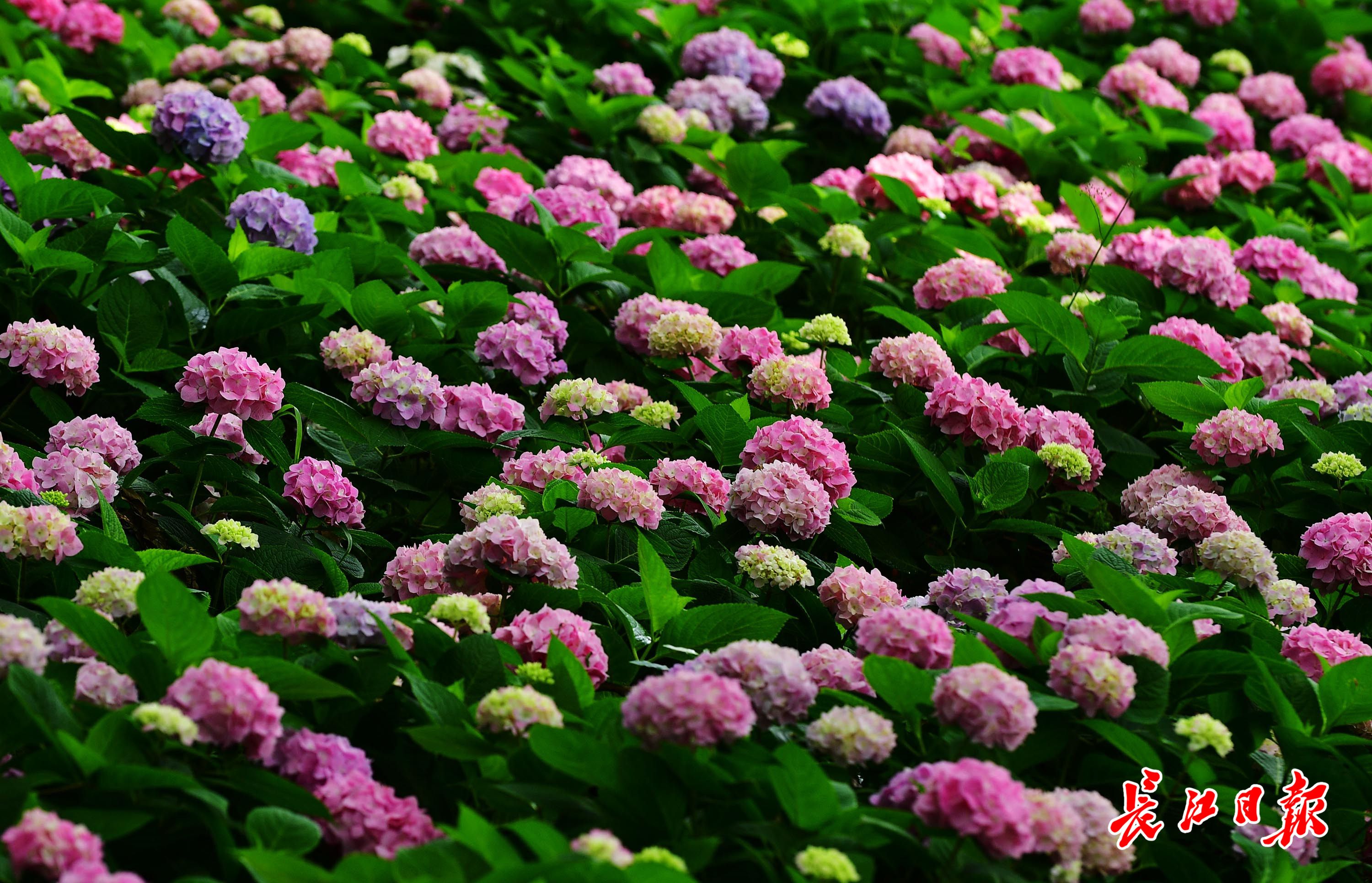 绣球花海沿湖开