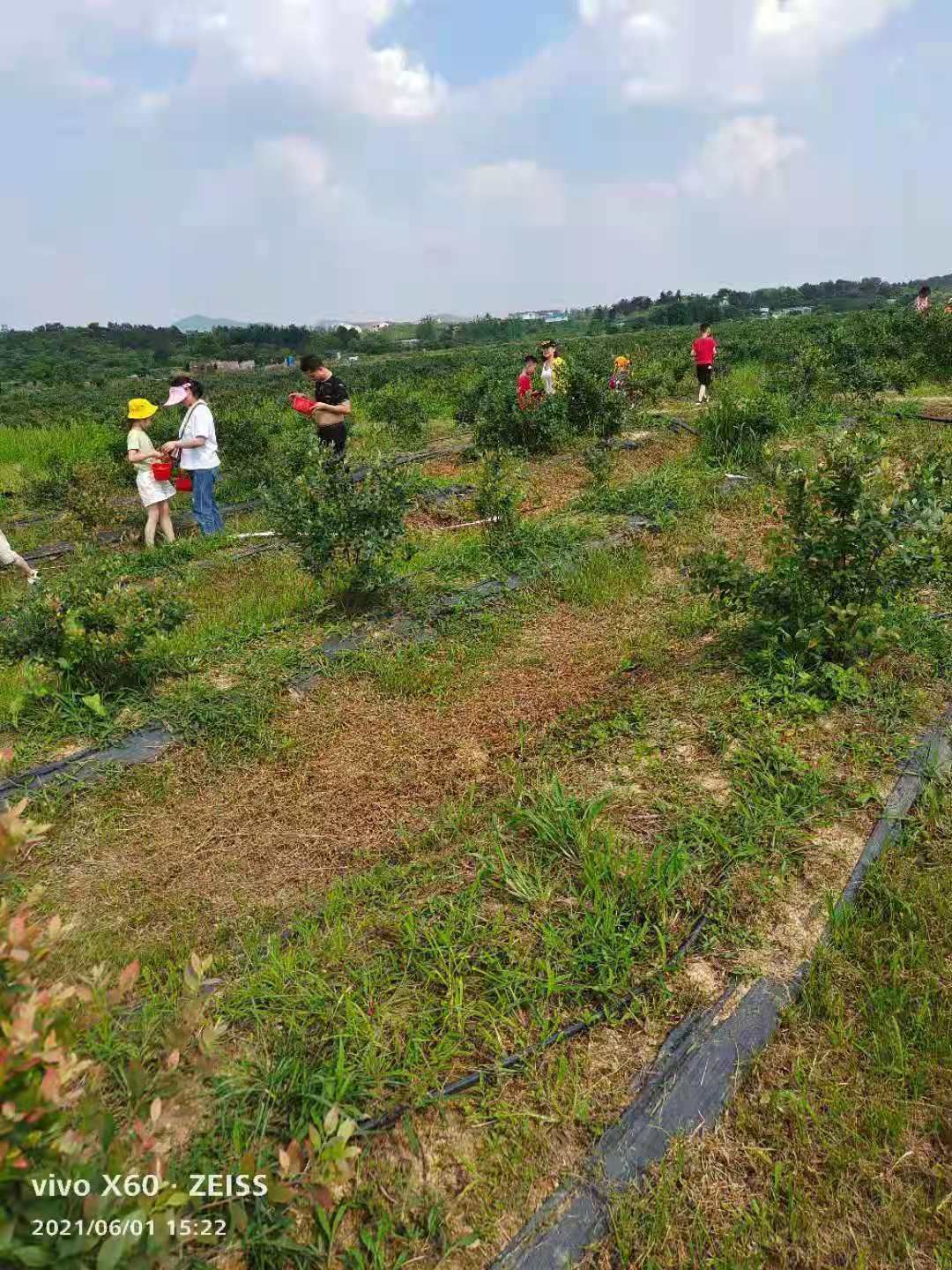黄陂长轩岭街聚康源蓝莓采摘园欢迎大家前来_大武汉