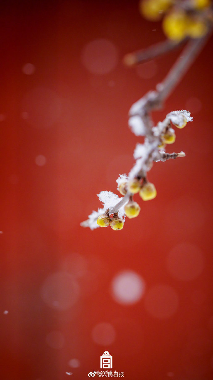 张张美成壁纸故宫雪景图来了