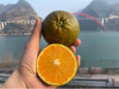 仅20箱本周五开抢橙界新贵秭归棕橙即将上线长江严选