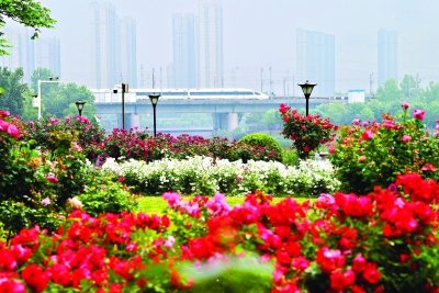 樱花之后，武汉多种春花接档，武汉公园绣出“开不尽”的春之卷